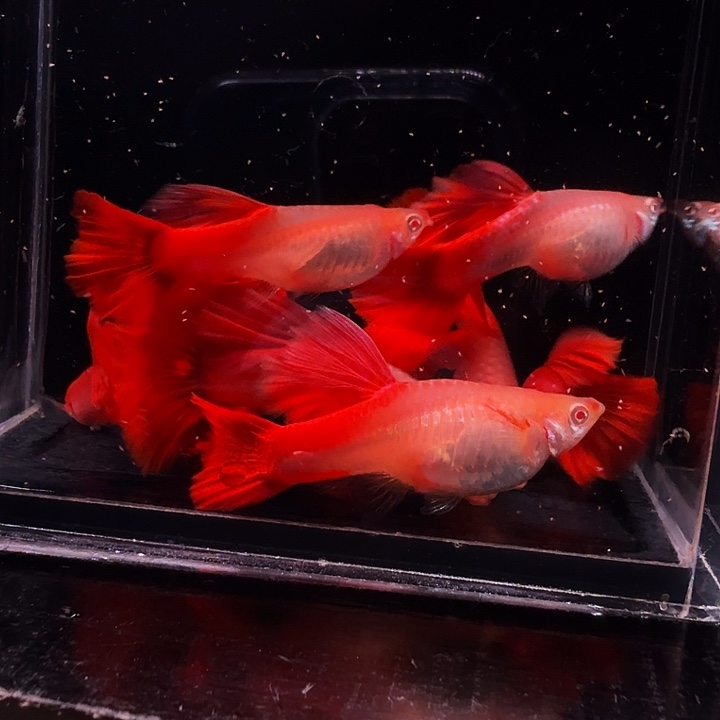 大***店孔雀鱼精品血红五对