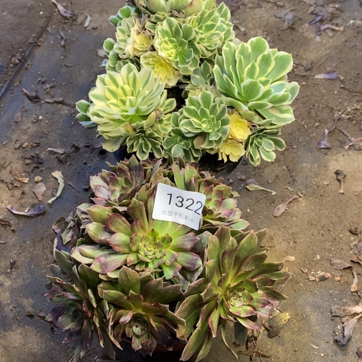 两盆多肉断头不包1322