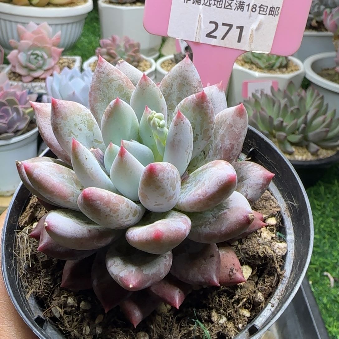 锦安精品多肉植物271