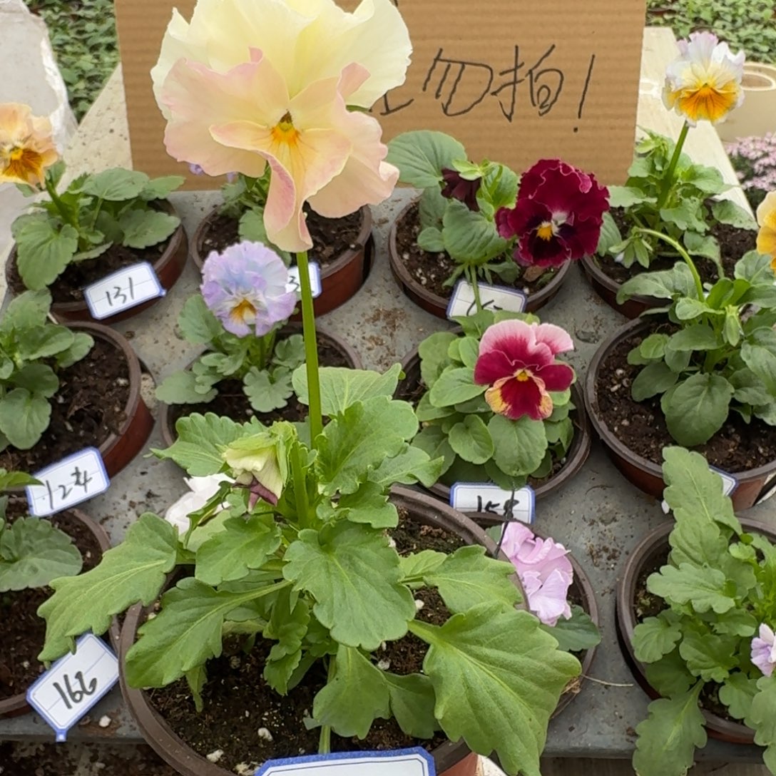 完全开放皱边角堇133