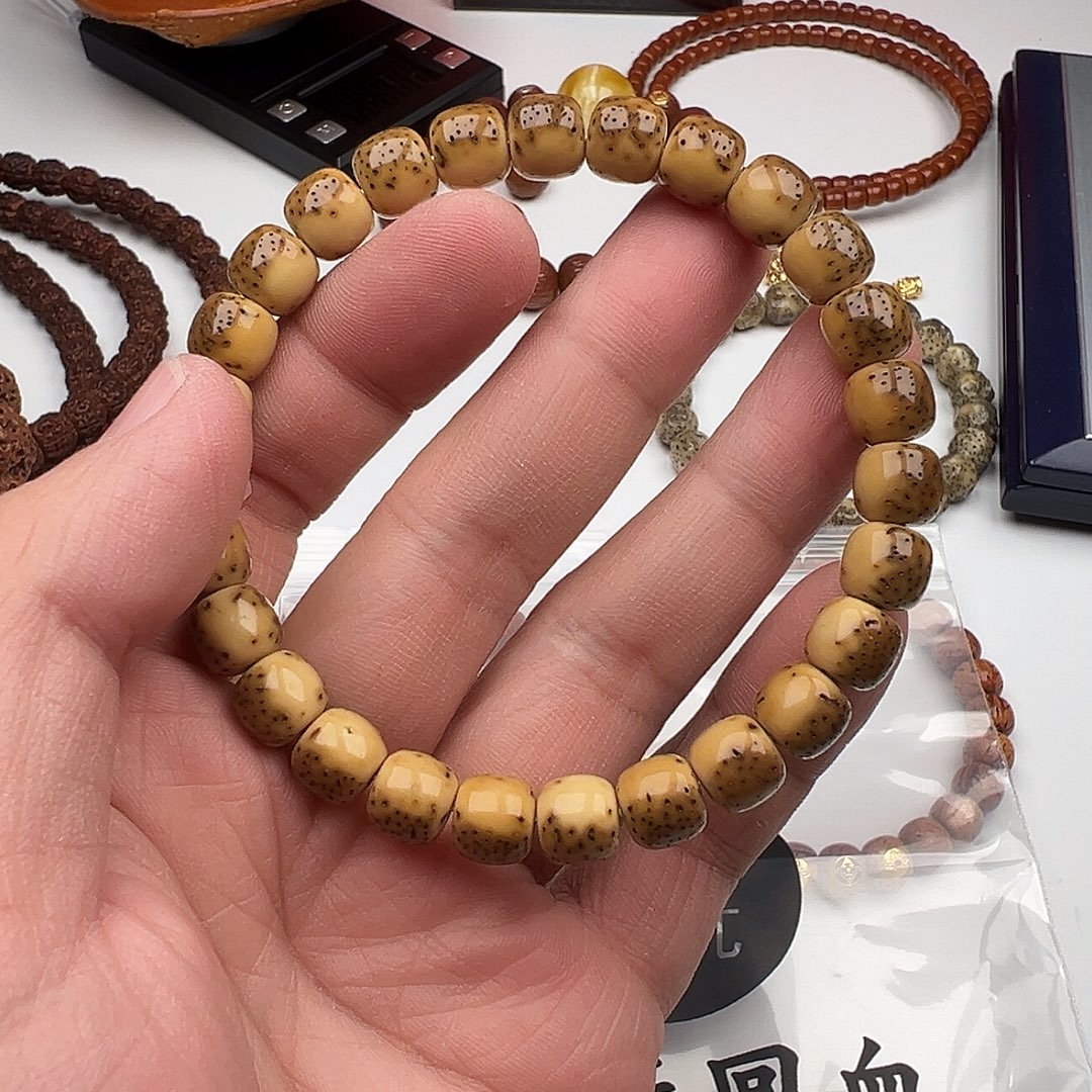 15大尺寸河豚星月