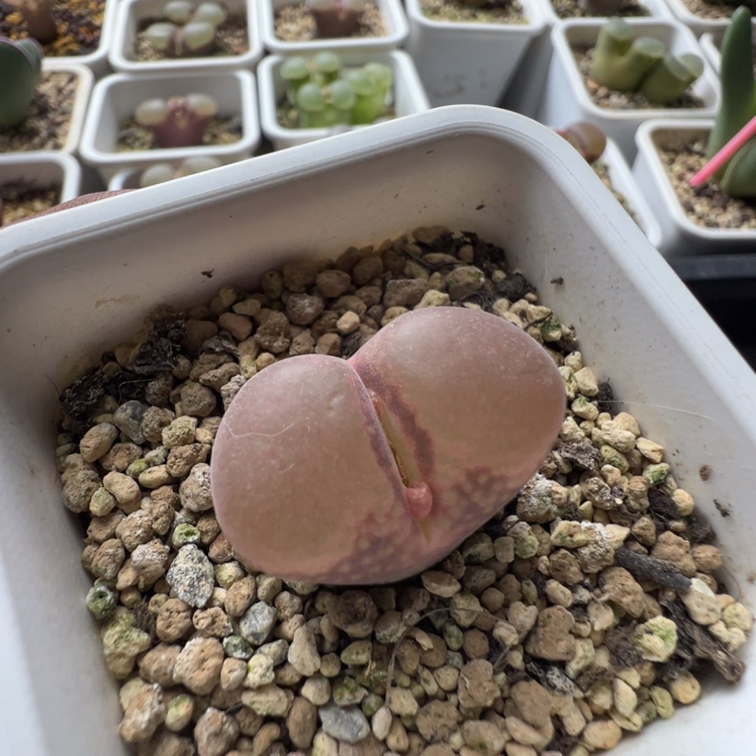 无花朵实生风铃玉17