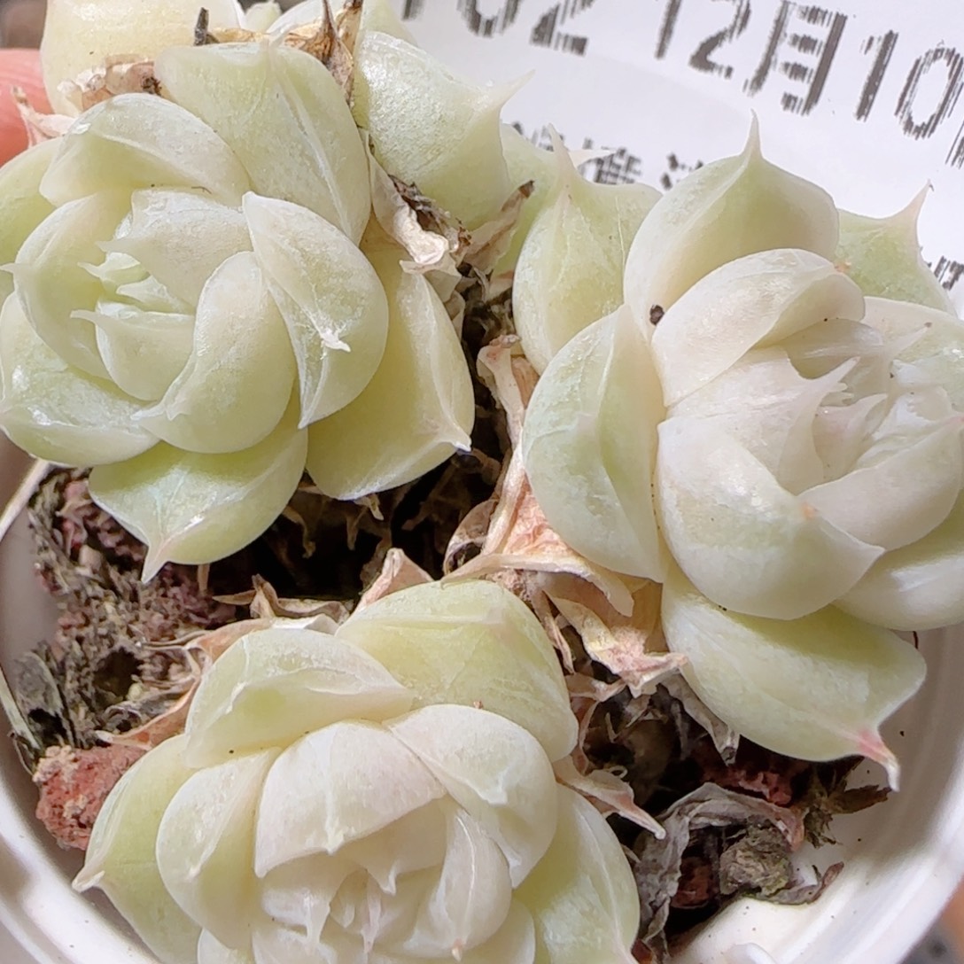 花语多肉1210-102散