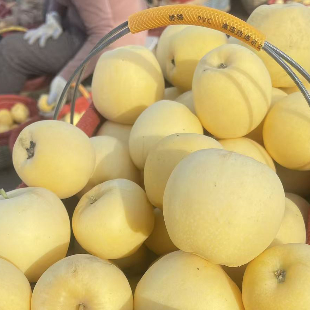 新疆黄金维纳斯苹果脆甜多汁 阿克苏直发京东