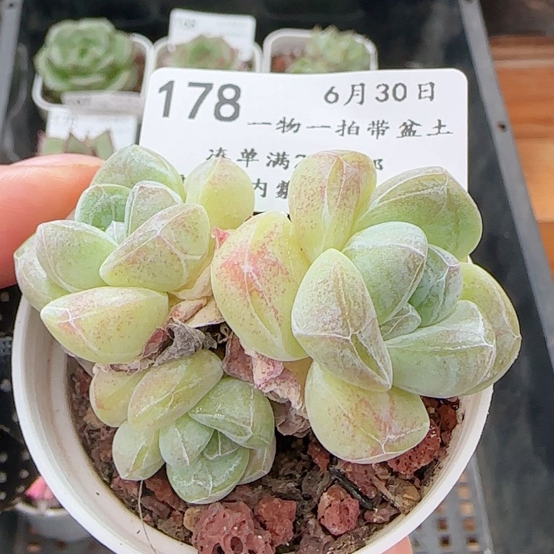 多肉0630-冰玉三头