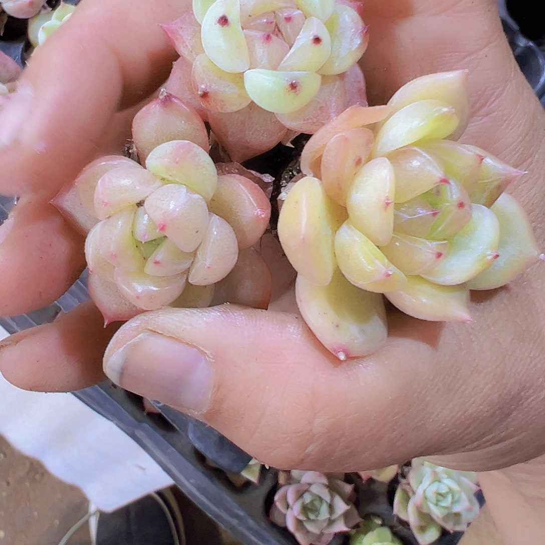 星芒珍妮5个19包邮多肉