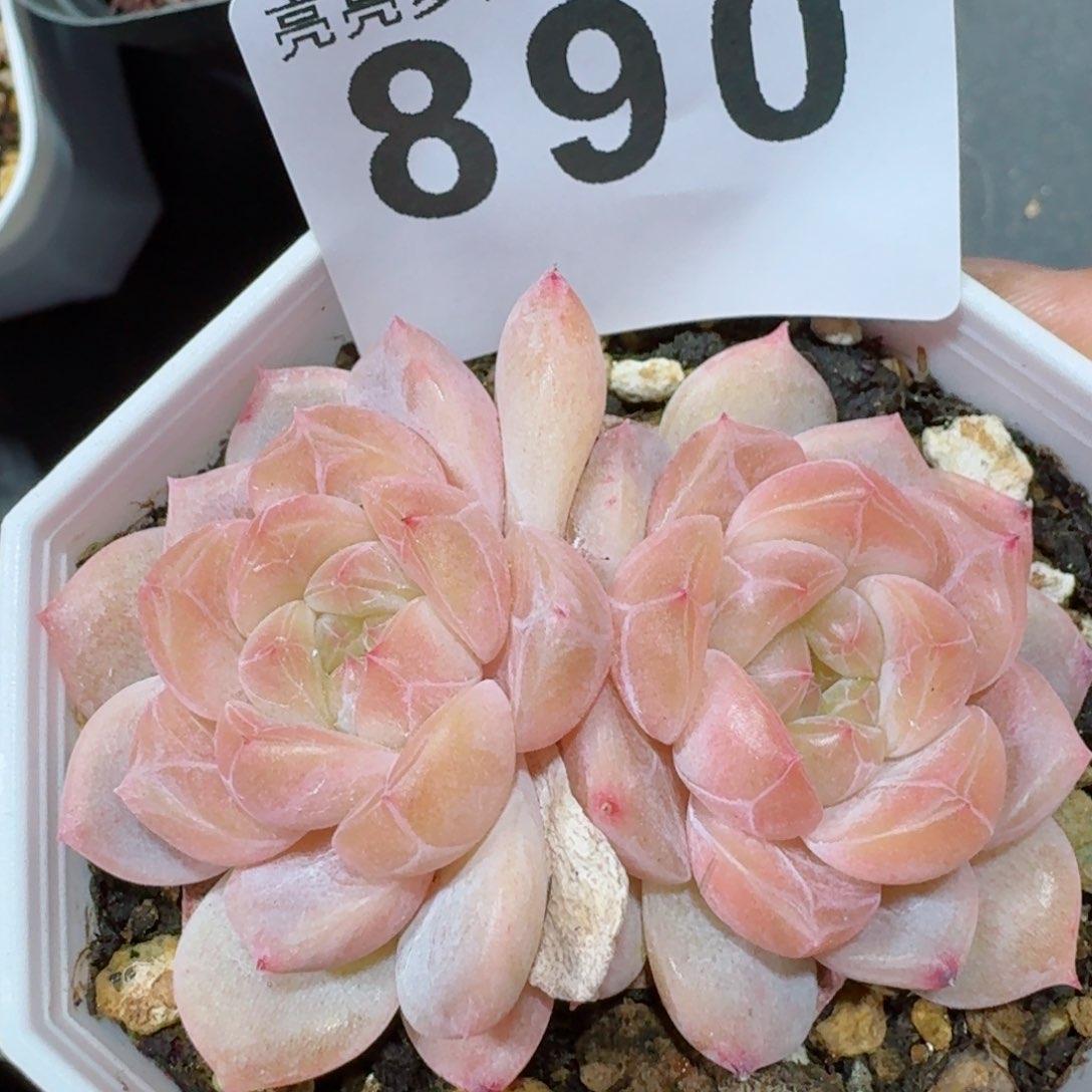 黛玉冰魄         精品多肉