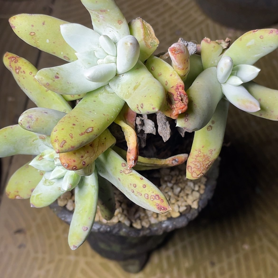 【闪购商品】花朵老庄拇指