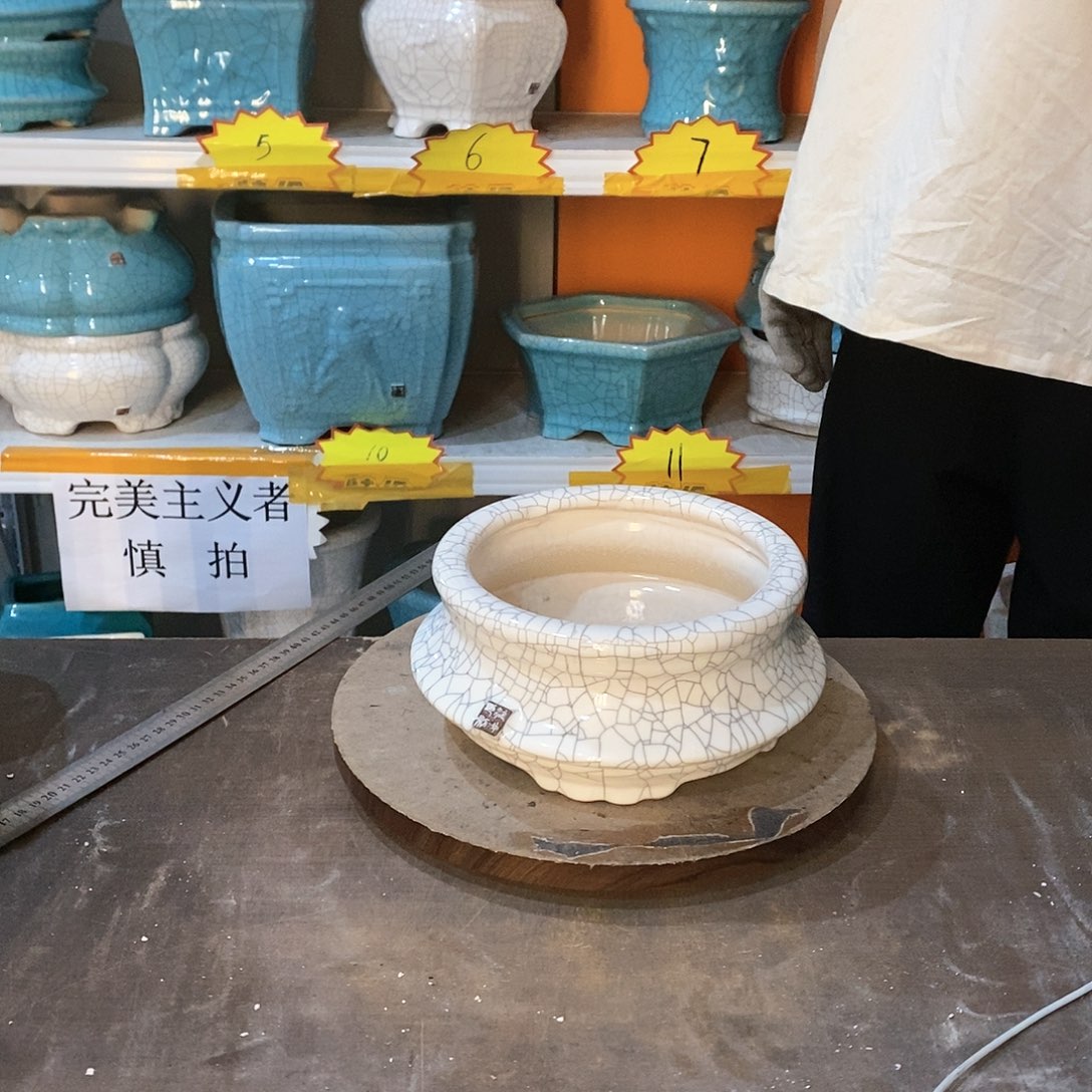 音***者花盆花盆里的花开