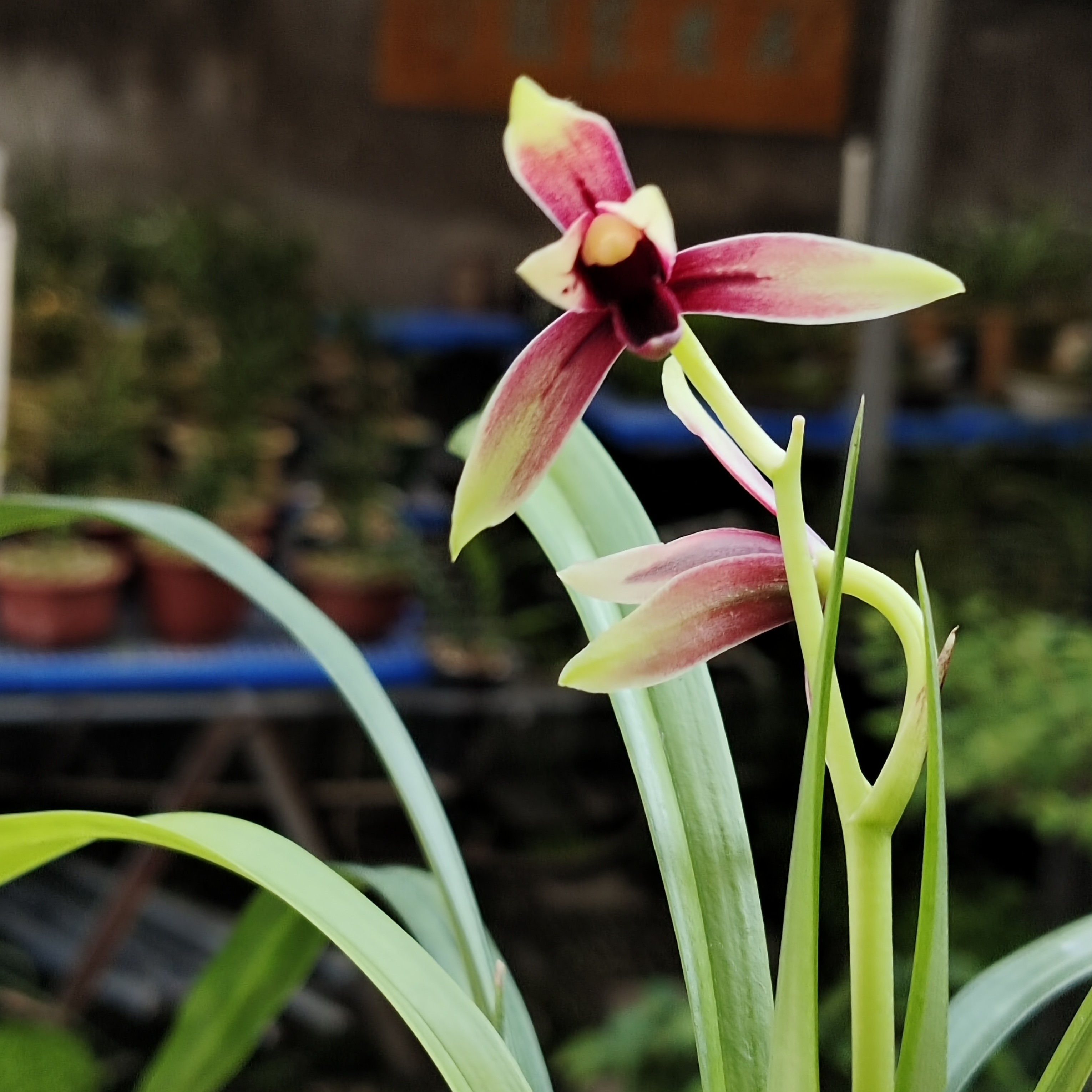 建兰名品赤诚拍品裸根发货