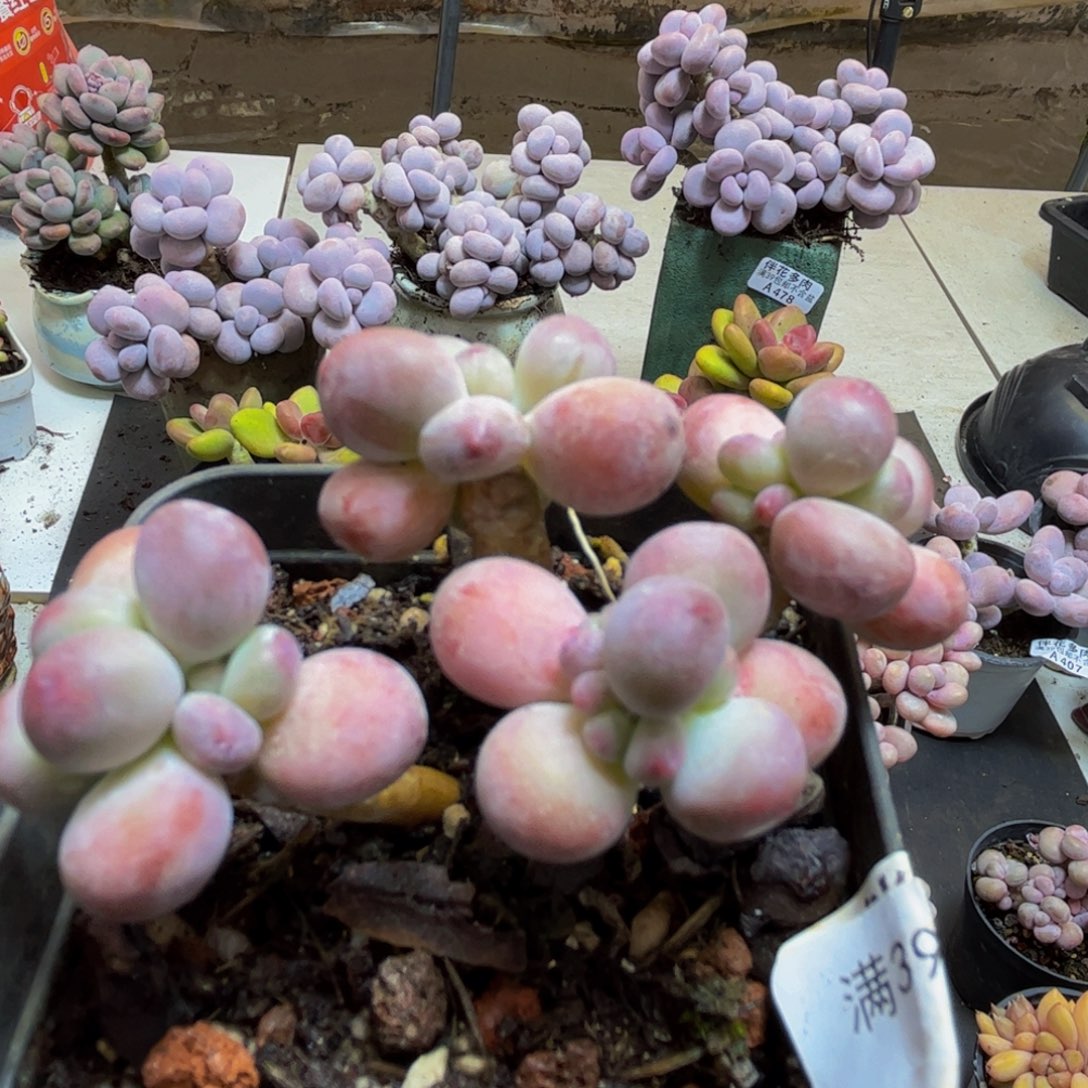 865/5cm苹果奶多肉植物