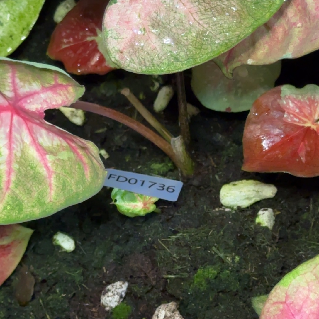 星***、无花朵海王寄养01736