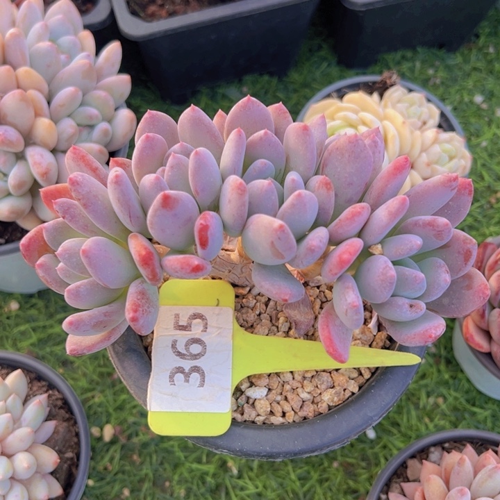 健健康康平平安安