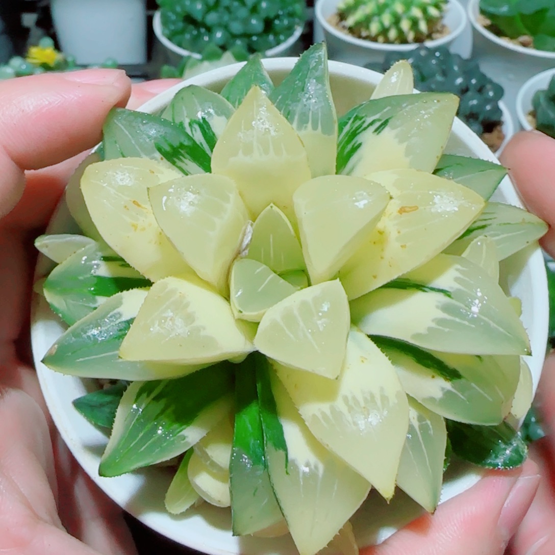 手捧花姬寿锦多肉
