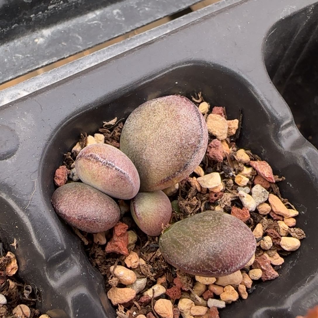 球球紫蛋水泡多肉植物