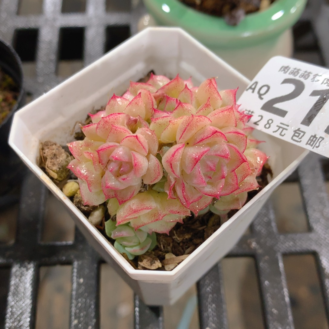 肉萌萌5cm拇指盆多肉AQ219