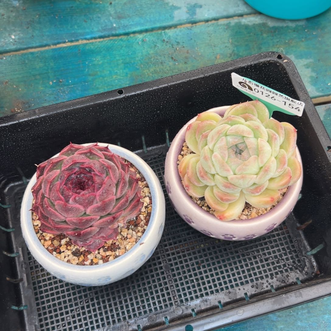 多肉一物一拍编号0126-154