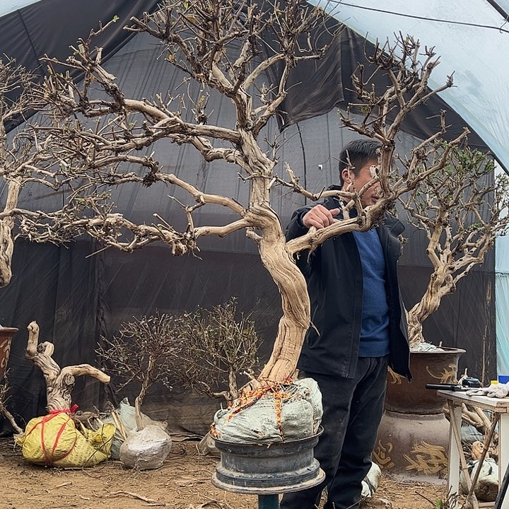 用***6全部花朵金银花888888