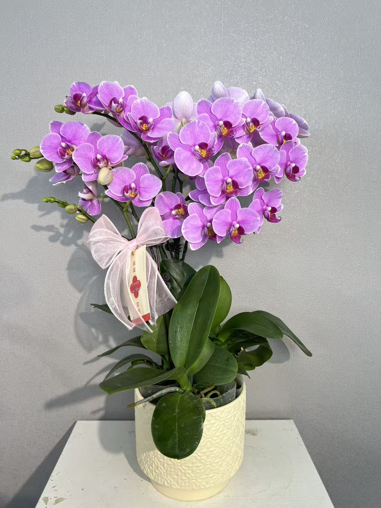 《紫蝶》蝴蝶兰艺术组盆鲜花摆设高端花卉