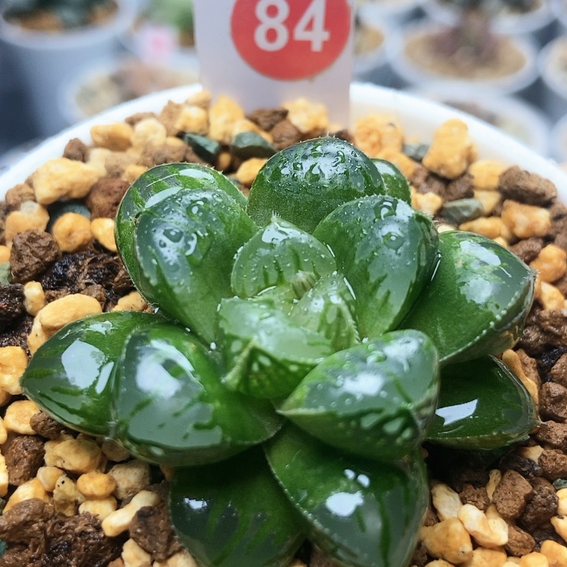 【闪购商品】84绿玫瑰