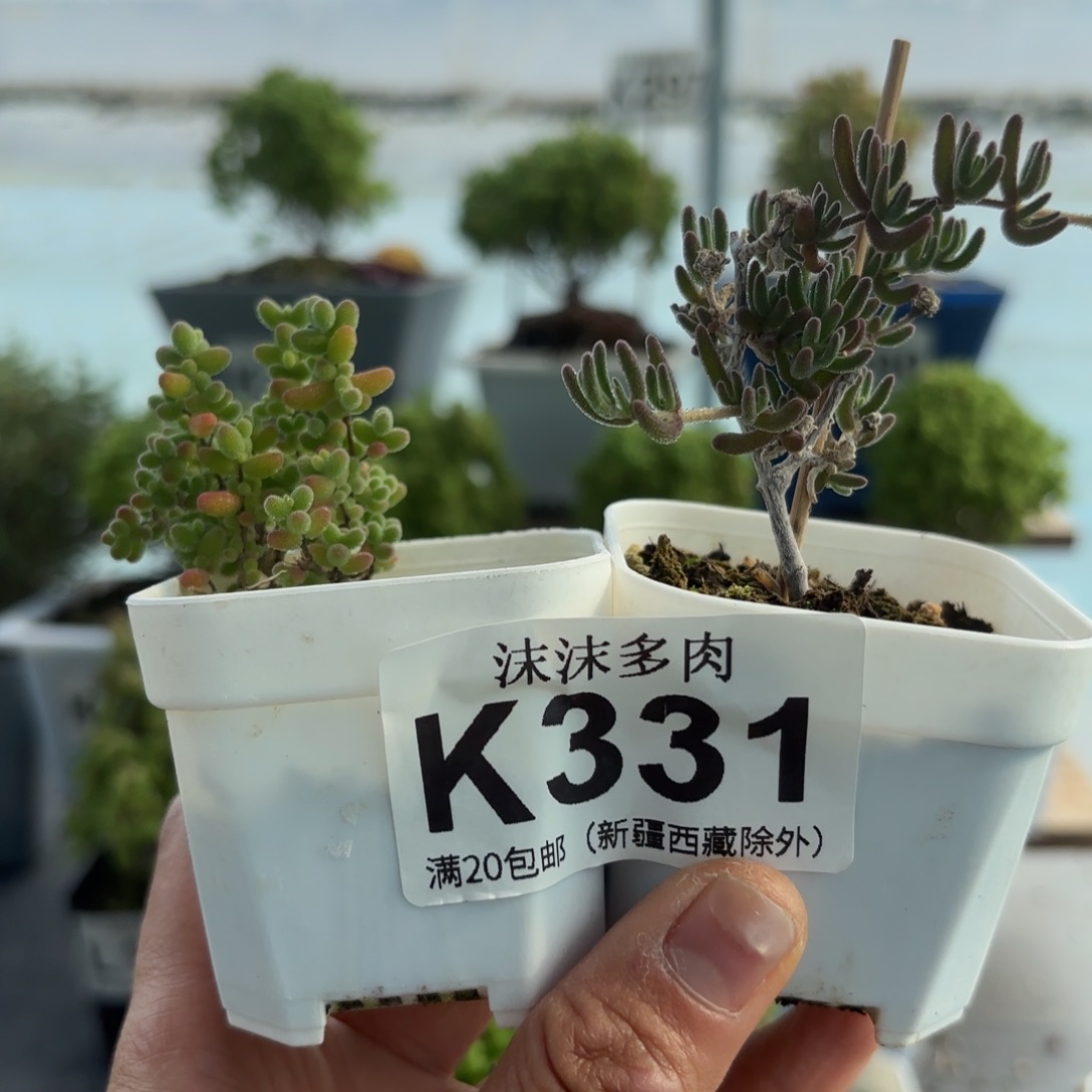 331月光石和蜜橘组合