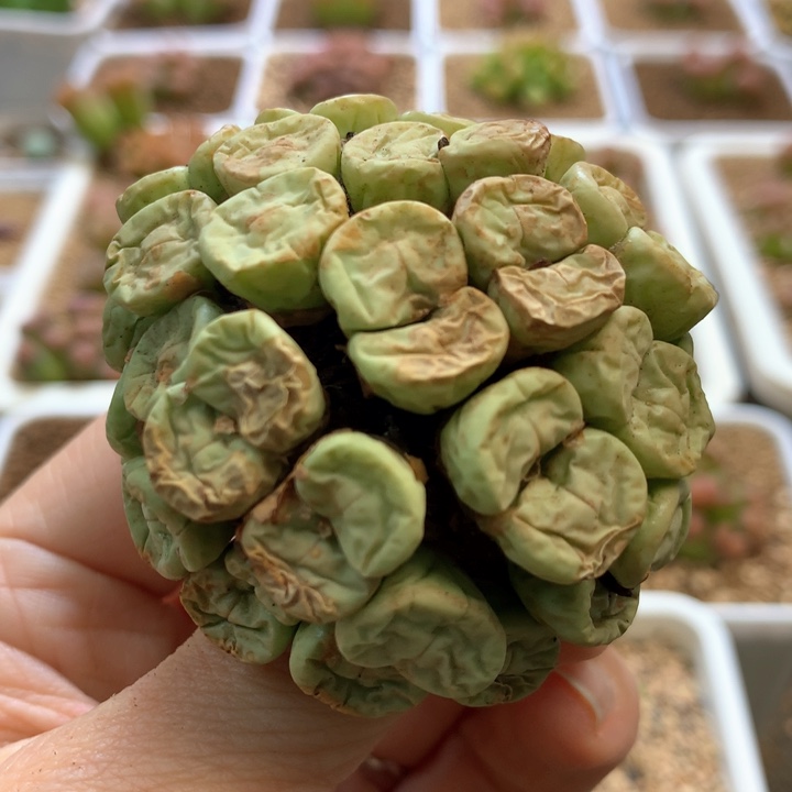 49头 捧花群 特特特特 肉锥植物