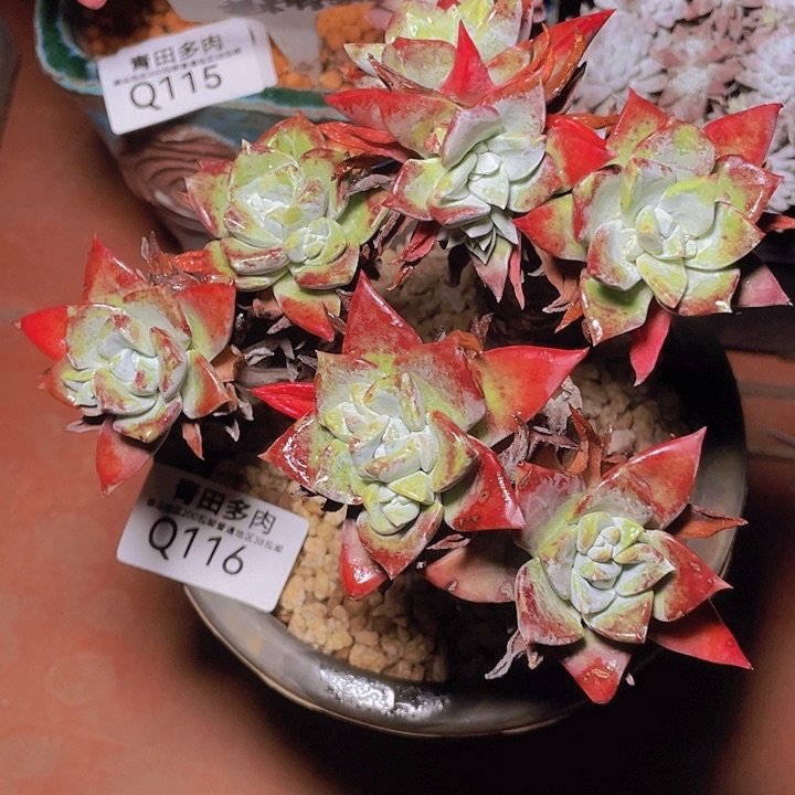 小鹿多肉一物一拍116