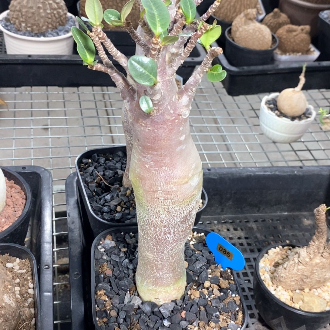 紫皮高枚多肉植物一个