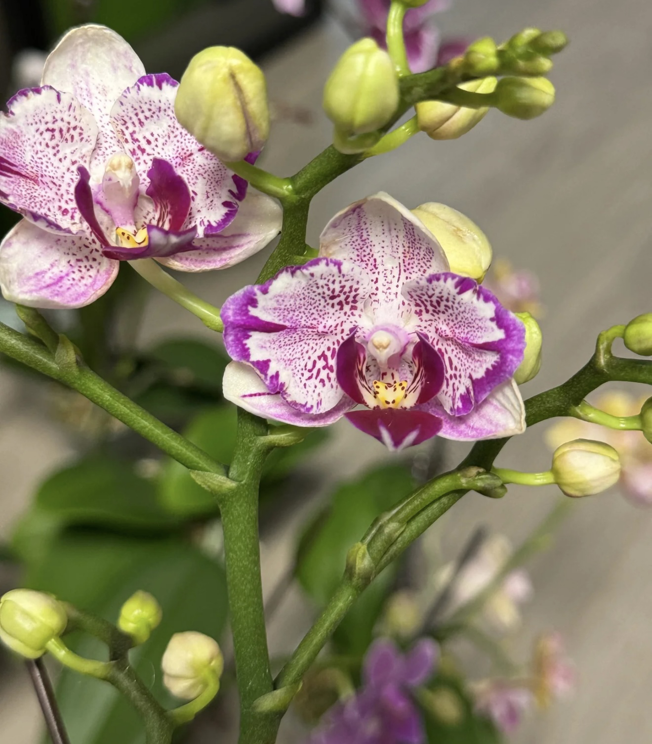 【花间集】凤梨酥蝴蝶兰2.8寸杯双花剑发货花量大自带两眼
