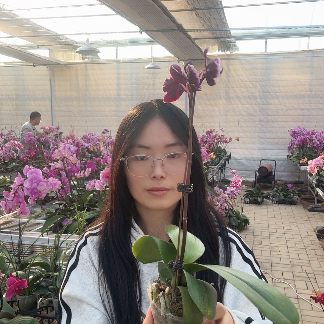 完全开放拉丁舞裙花后苗3.0杯有消苞