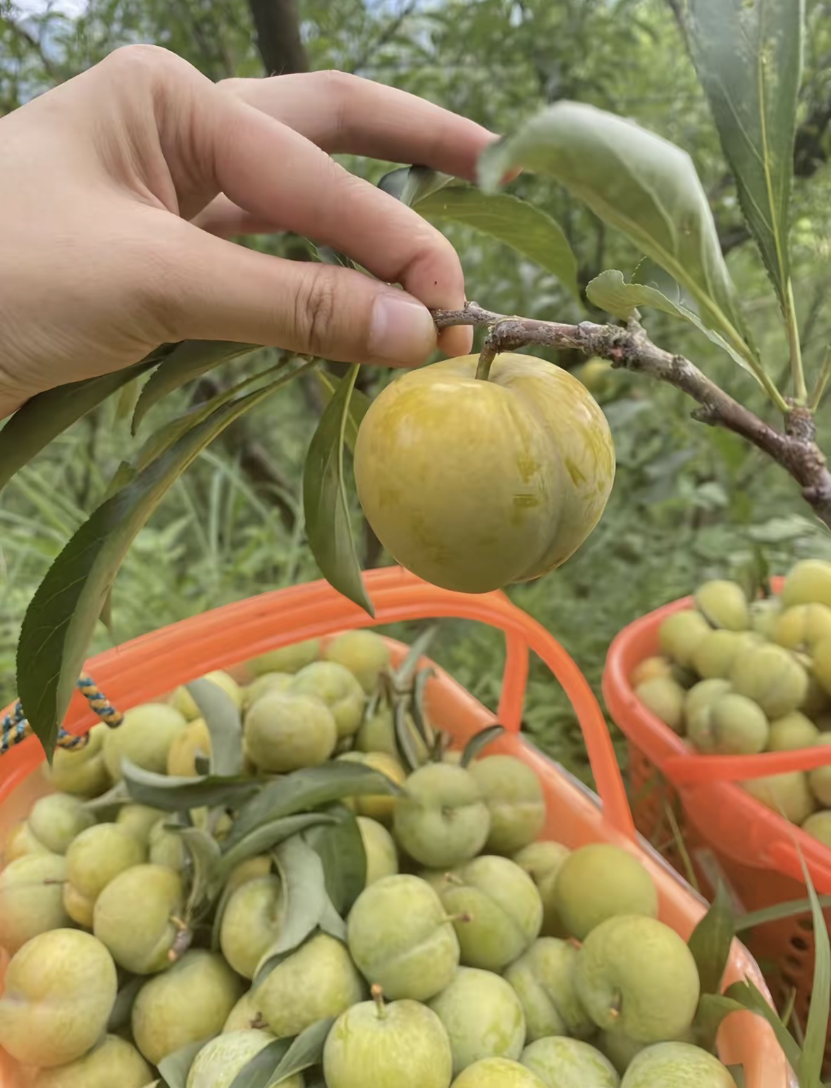 贵州六马蜂糖李现摘现发脱骨脆甜贵州蜂糖李