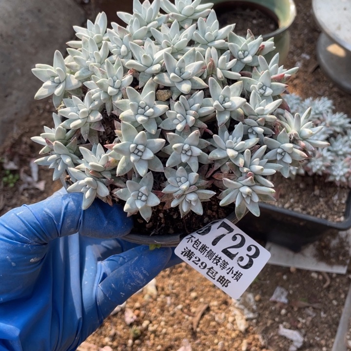 723号白菊多肉植物