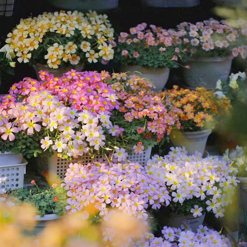天狼 酢浆草种球盆栽 新手易养盆秋植球根花卉浇水室内种植商品图