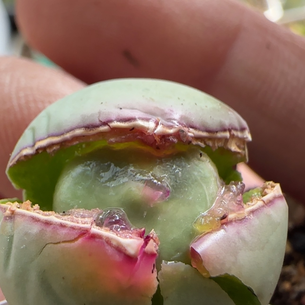 【闪购商品】8344   