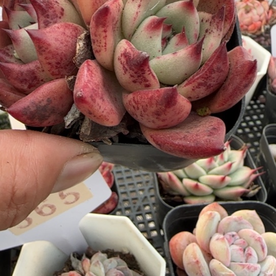 425 一物一拍多肉