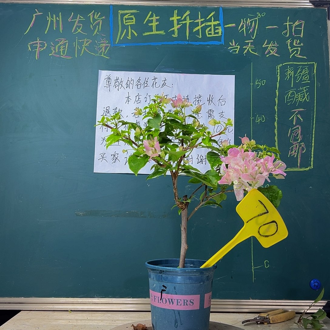 当前无花栽培后可以开花  广红樱  70