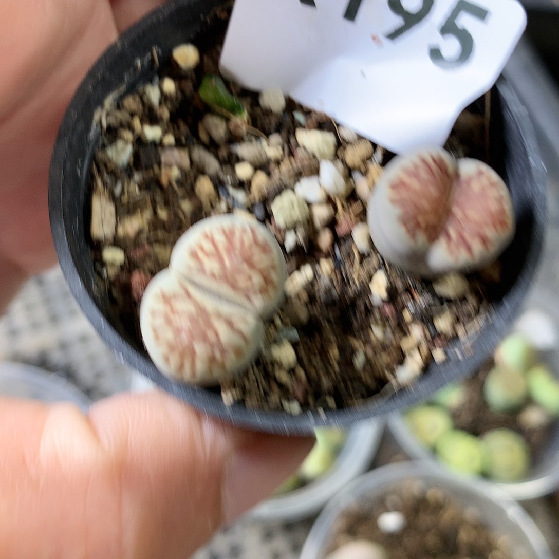 K195多肉植物保护