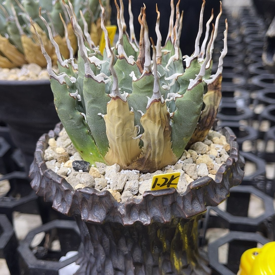 J***e111111111111111111