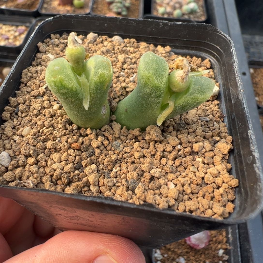 10-47冰风铃母本多肉