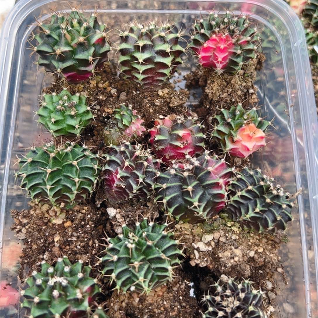 当前无花栽培后可以开花998