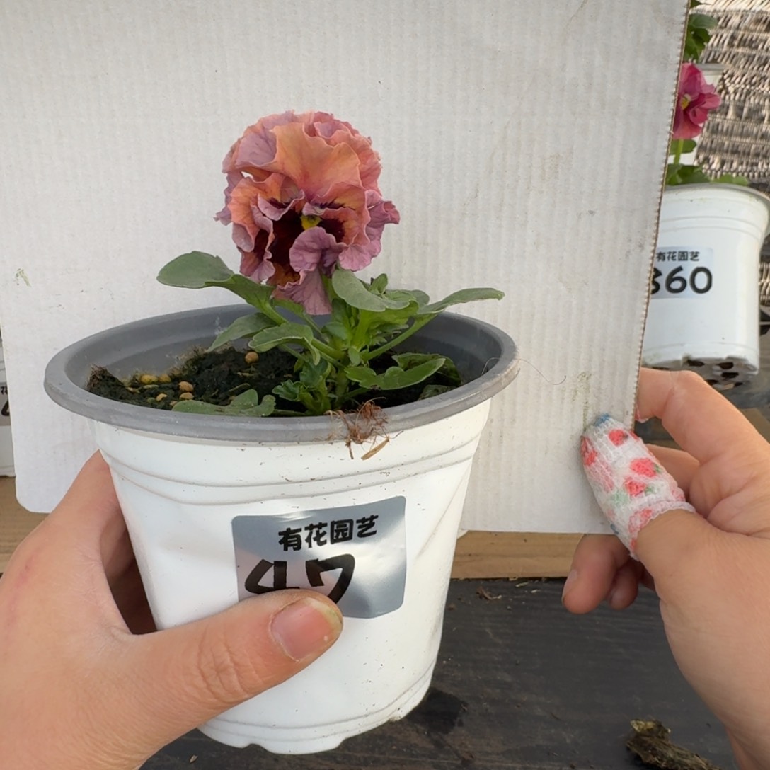 全部花朵47号角堇