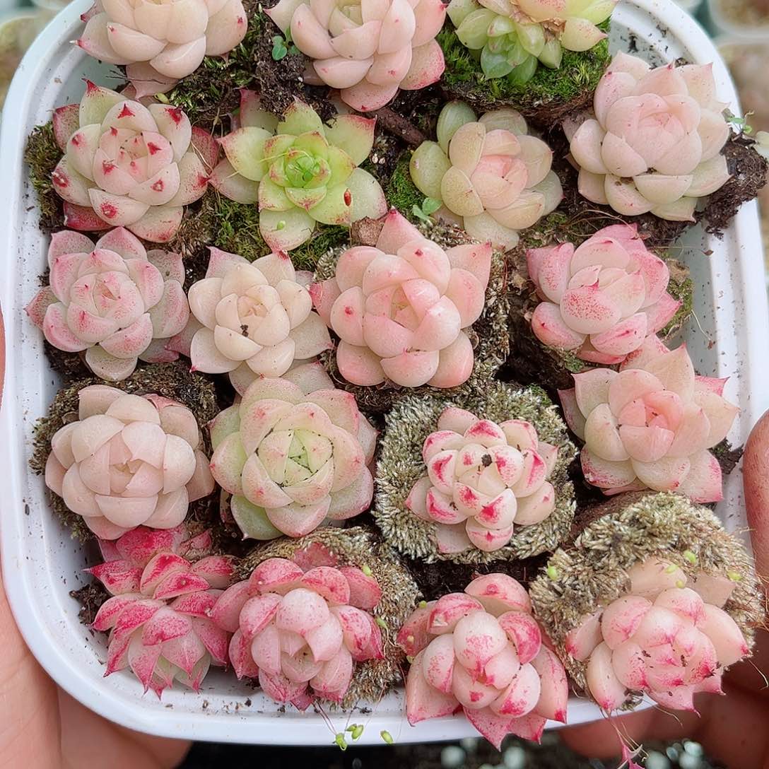 1-894 新疆西藏内蒙不发12.8包邮2-3公分多肉