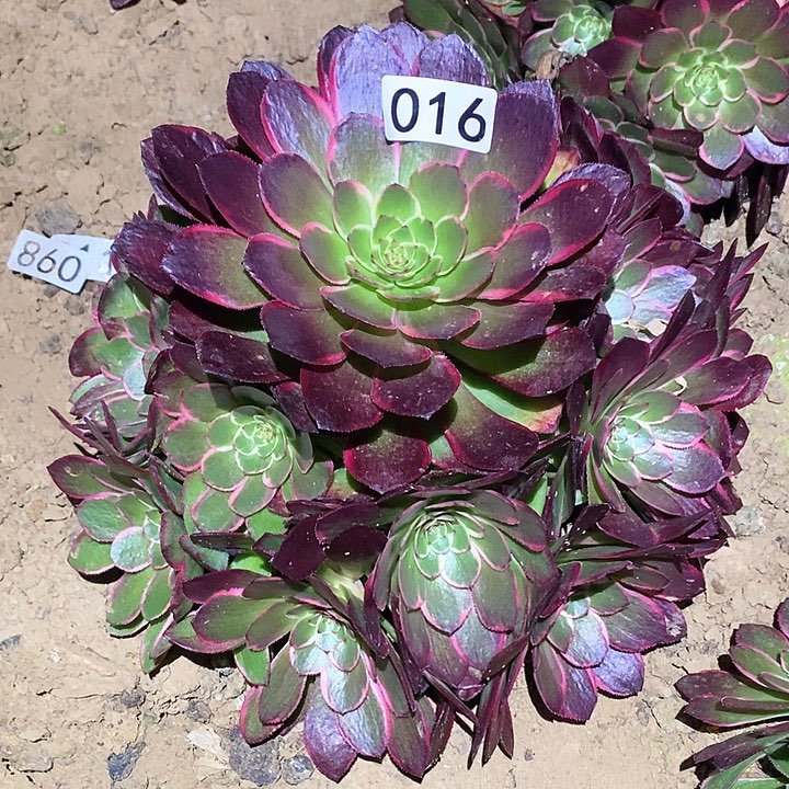 多肉植物法师16粉花妖
