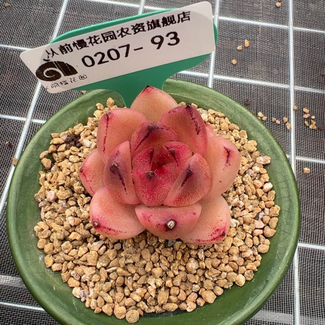 从前慢多肉精选编号0207.93