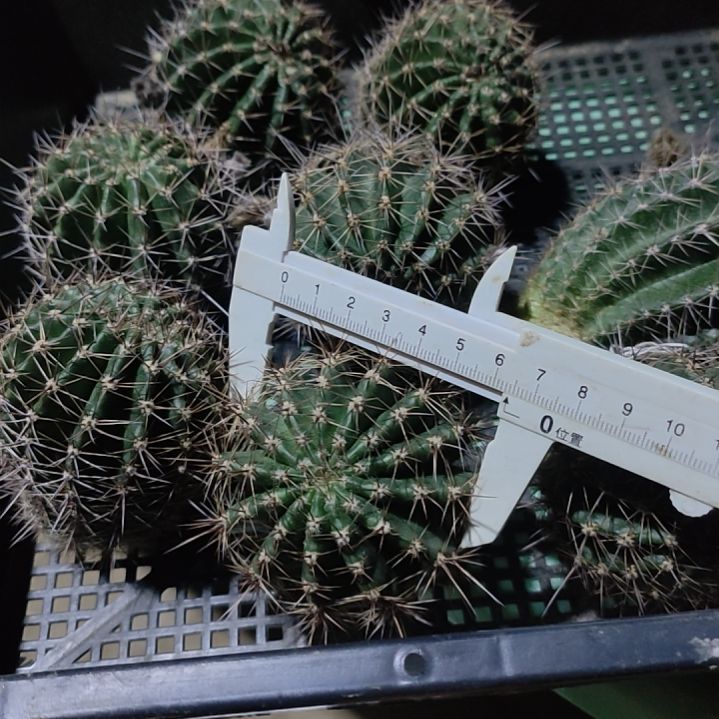 仙人球彩草魅惑雪莲侧芽5-6公分