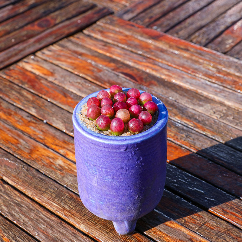 吕氏毛汉尼甜杏sp2颗 多肉植物 番杏肉锥毛汉尼植物室内盆栽