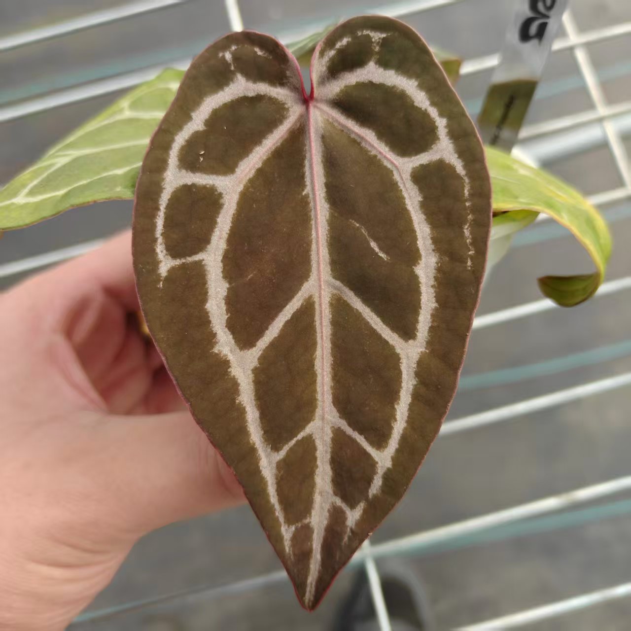 13号 F3xMichelle 花烛