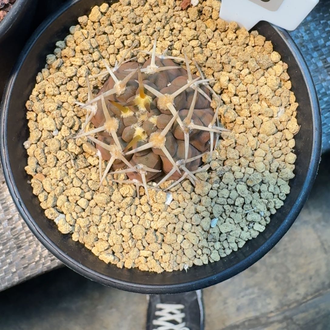 猫***咖仙人球一物一拍实生根