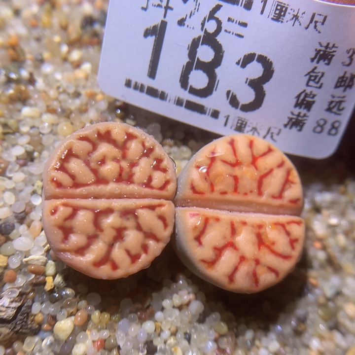 精品生石花26.183