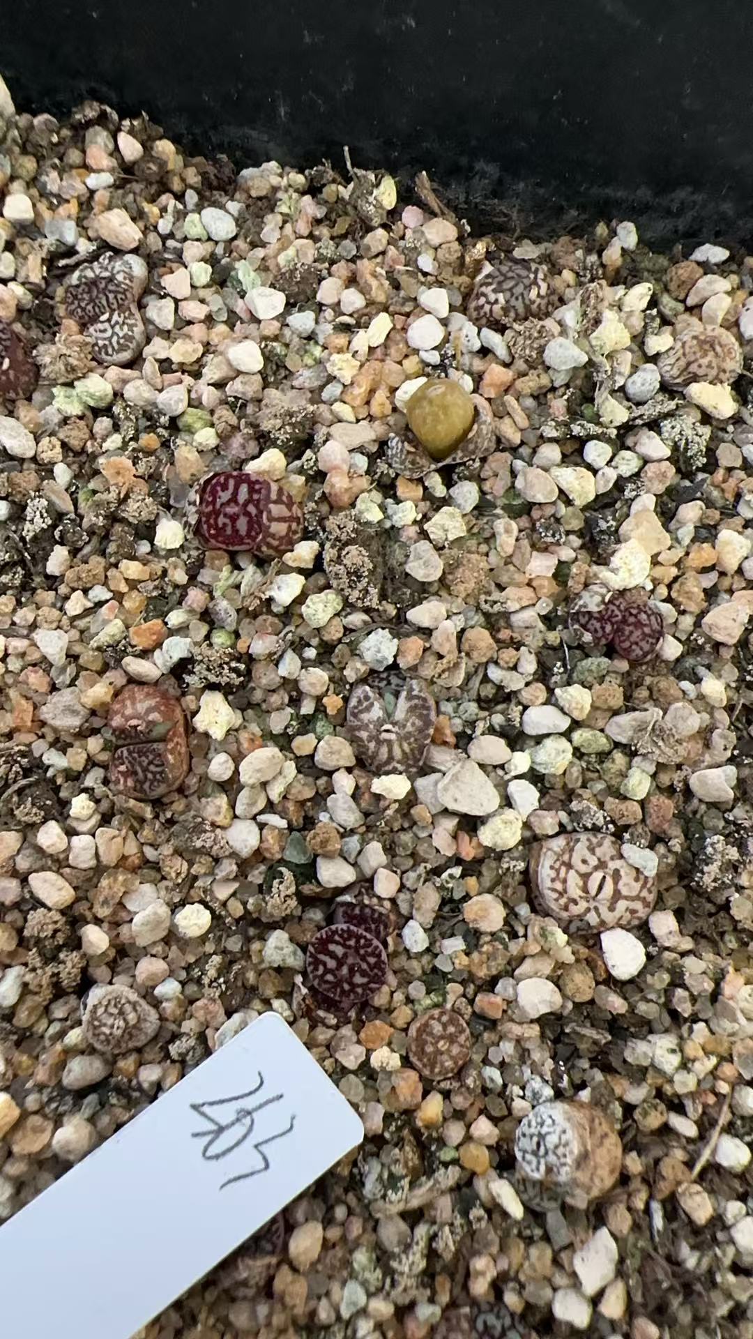 363多肉植物肉锥墨小锥一颗
